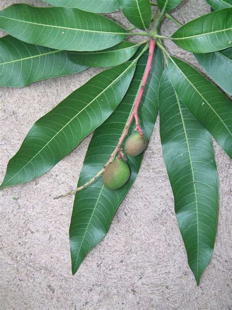 anacardiaceae species|Anacardiaceae .